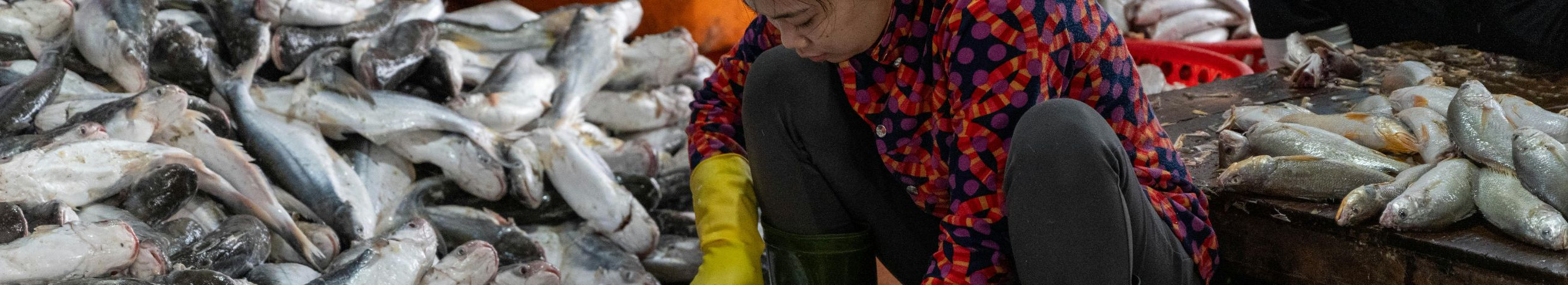 We offer fresh and processed freshwater fish caught in Lake Peipsi. A reliable regional producer from whom both consumers and businesses can fish.