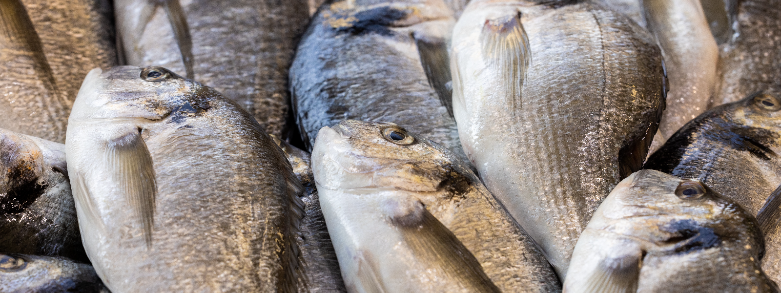 LATIKAS OÜ - fish, fishing industry, fisheries, fishing, food industry