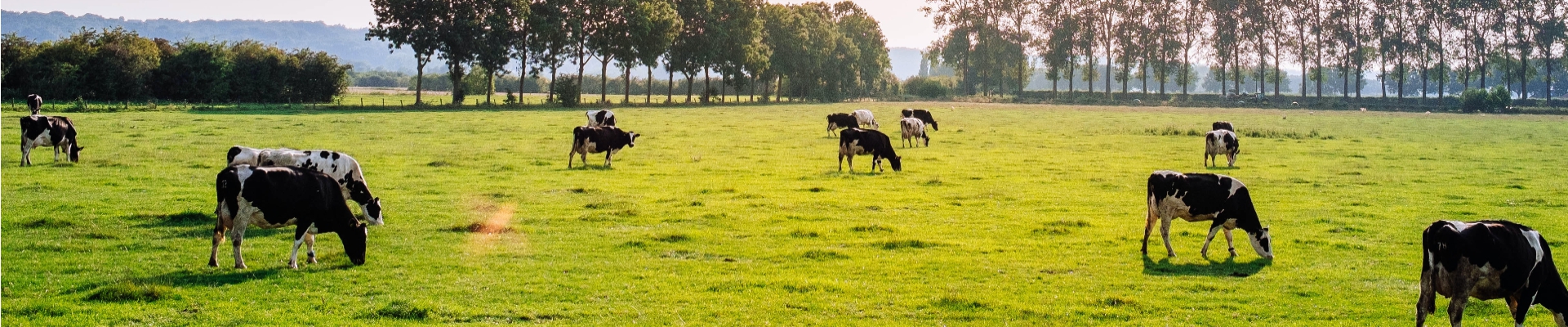 delaval hoofcare, insulators, testers and accessories, Generators, electric cattle, Water, for calves, trimming equipment, tethering and identification, cow welfare and latrines, machinery and equipment for the food industry