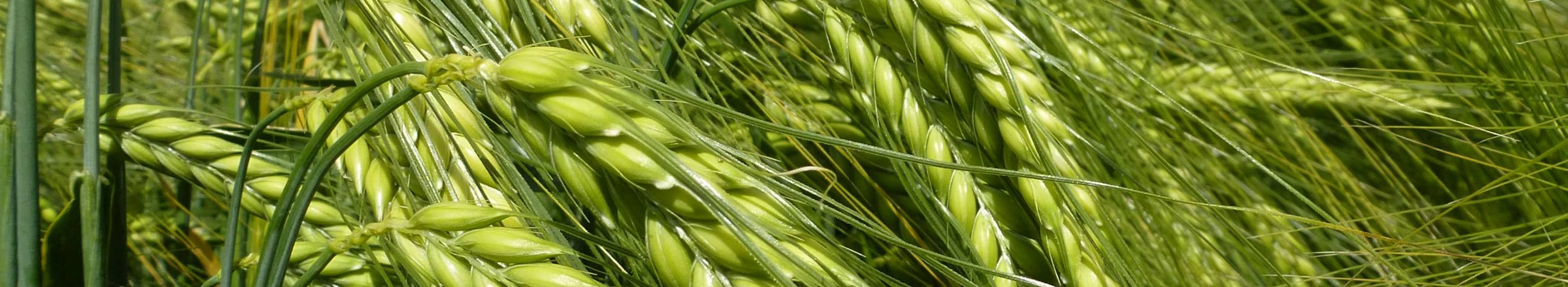 ASAT OÜ on põllumajandusettevõte, mis keskendub kvaliteetsete rapsi-, teravilja- ja liblikõieliste seemnete esindamisele, paljundamisele ja müügile, pakkudes kvaliteetseid seemnesorte.