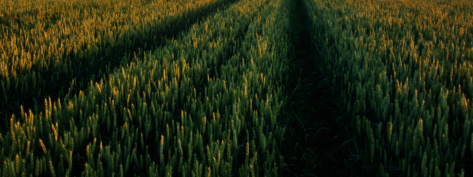 RANNU SEEME OÜ - Oleme sertifitseeritud seemnekeskus, kus on kasutusel kaasaegne tehnoloogia ja põllutehnika.
