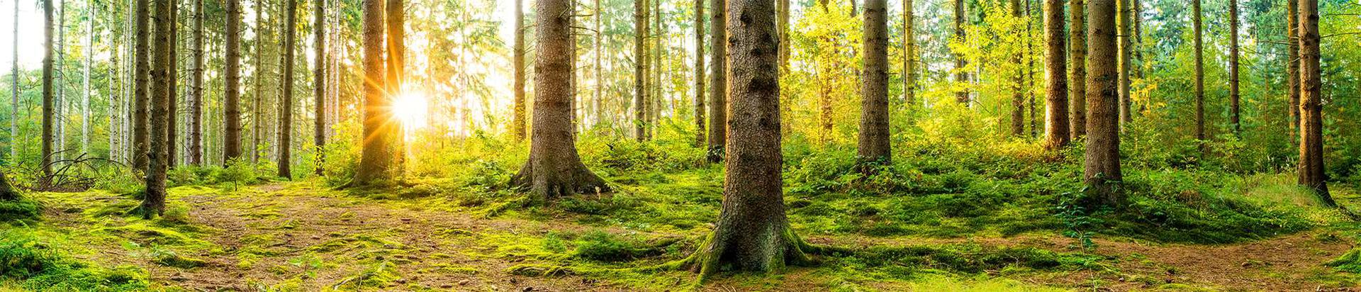 Artiston Grupp sai alguse aastal 1997 kolme Eesti eraisiku asutatud osaühingust Artiston, mis alustas 1998. aastal metsamajandamise ja metsakinnistute ostuga.