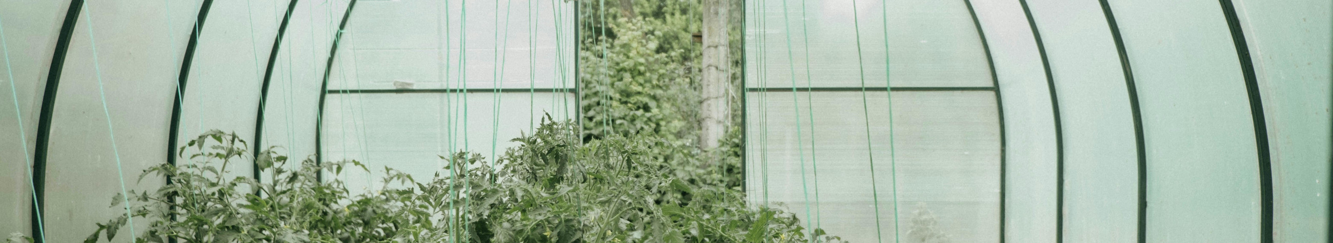 Cucumbers, lettuces and herbs grown in Estonia reach you fresh and fast. The practical packaging and the short supply chain help to make the products more usable.