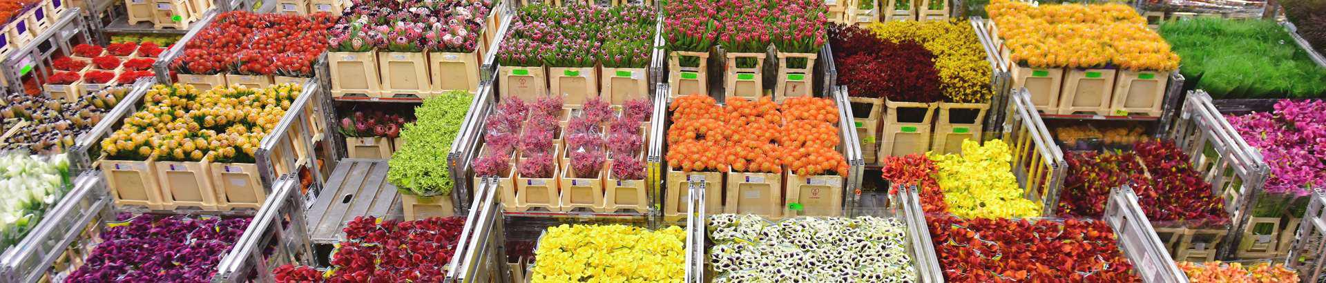 Nurmiko Hulgi, lõikelilled, potililled, toataimed, Ecuadori roosid, tulbid, kimbud, seaded, lillede hulgimüük, lillede jaemüük, lillekuller, lilled e-poest