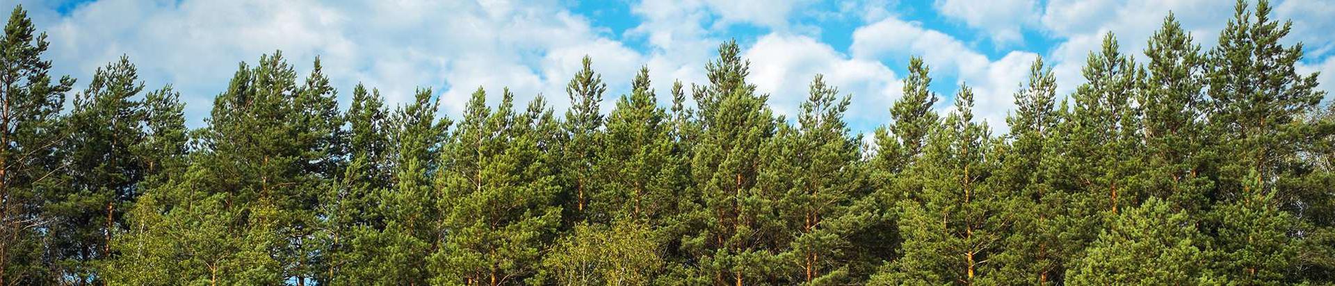 Suurim mainega ettevõte M & M METS TRADE OÜ, maineskoor 1370, aktiivseid äriseoseid 1. Tegutseb peamiselt valdkonnas: Metsamajanduse abitegevused.