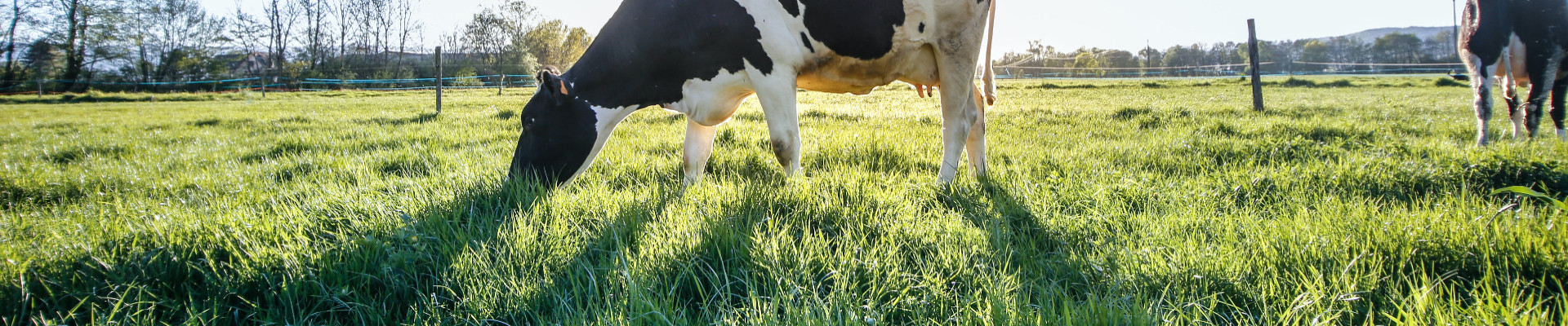 Suurim mainega ettevõte PAUNVERE AGRO OÜ, maineskoor 5960, aktiivseid äriseoseid 2. Tegutseb peamiselt valdkonnas: Piimakarjakasvatus.