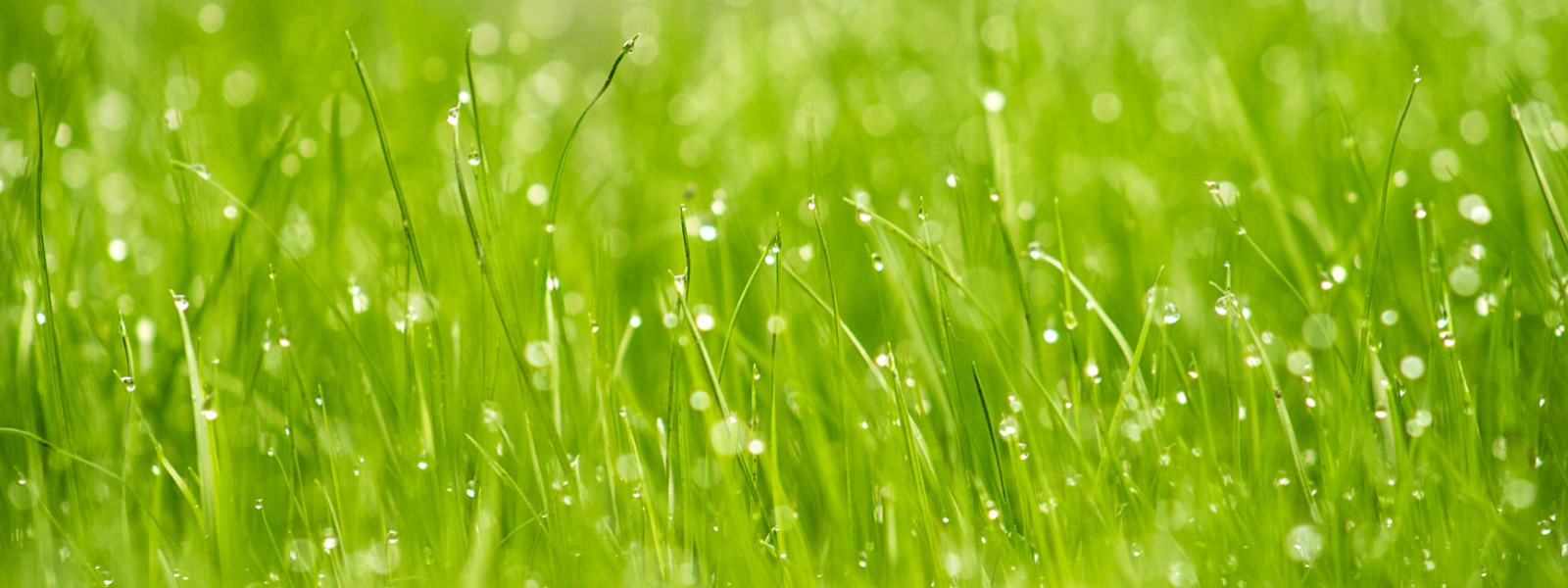 UHLOTA OÜ - lawn maintenance work, crop production, Lawn roofs, Lawn carpet, Roller grass, Transitional grass, Lawn insta...