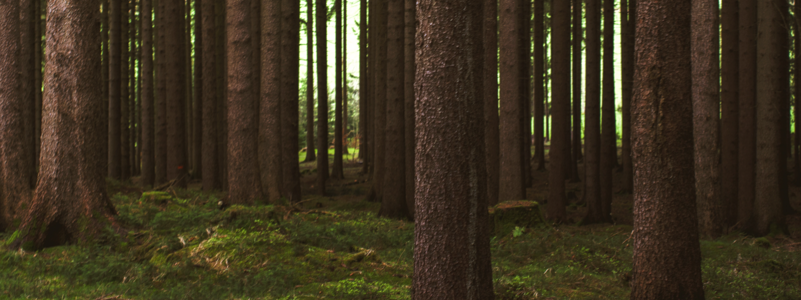 VALGA PUU OÜ - Valga Puu OÜ on 1999. aastal asutatud metsamajandamisega tegelev ettevõte, mis kuulub metsanduskontserni...