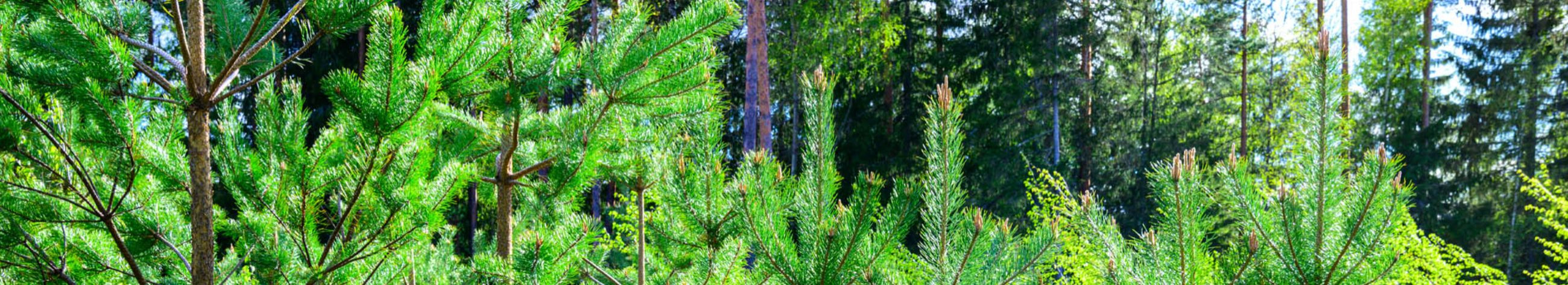 Valga Puu OÜ on 1999. aastal asutatud metsamajandamisega tegelev ettevõte, mis kuulub metsanduskontserni Graanul Mets.