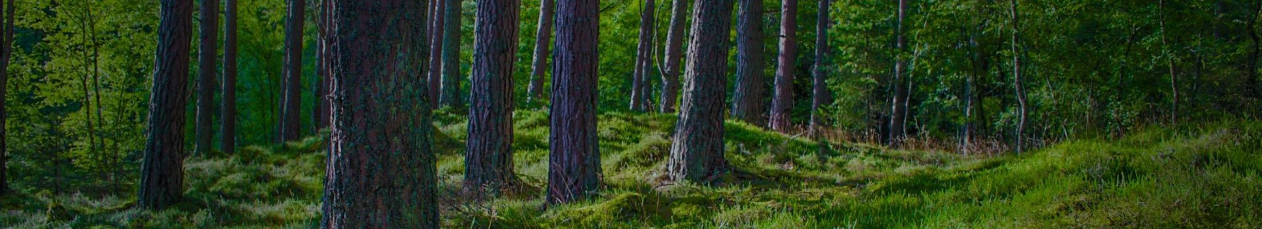 Meie ettevõte on spetsialiseerunud kvaliteetse puidu töötlemisele, pakkudes laia valikut tooteid ja teenuseid. Oleme tegutsenud alates 2017. aastast, keskendudes puidu kuivatamisele ja hööveldamisele, kasutades kaasaegseid seadmeid ja kogenud meeskonda.