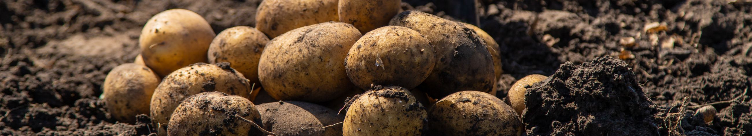 frost-resistant varieties, potato seeds e-shop, potato breeding investments, increasing yield, improving growth conditions, assortments, seed potatoes, seed potatoes, sale of potatoes, potato seed suppliers