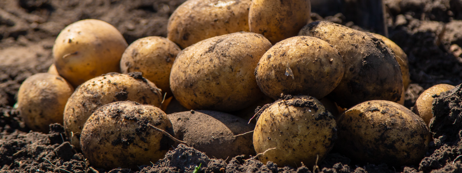 TALUKARTUL TÜH - frost-resistant varieties, potato seeds e-shop, potato breeding investments, increasing yield, improving...