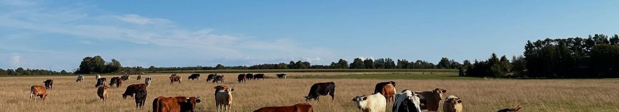 Choice of localised milk and herbal food for daily use and catering. The wide product portfolio covers different needs from normal consumption to plant and lactose-free solutions.