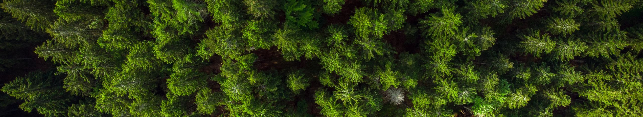 MARREK PUIT OÜ tegeleb kasvava metsa raieõiguse ja metsakinnistute ostmisega üle Eesti.