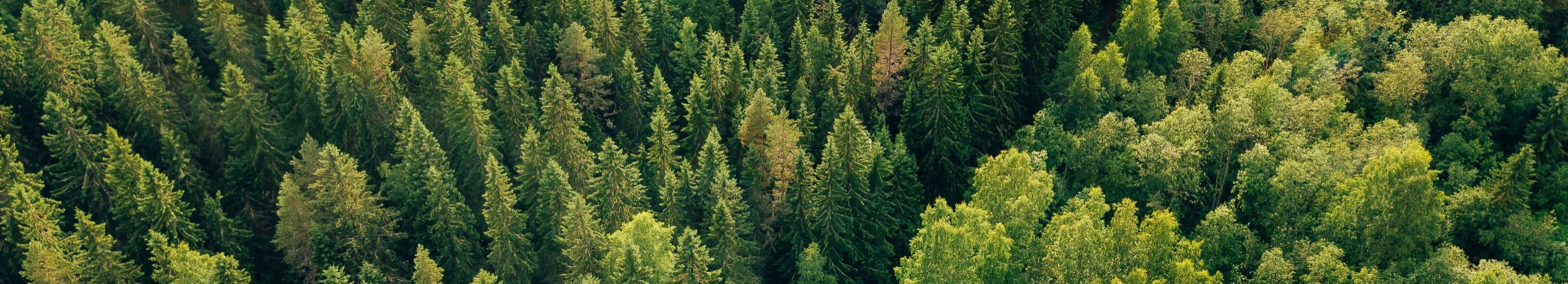 Firma tegeleb metsamaa ostmise, hindamise ja müügiga, pakkudes ekspertteenuseid raieõiguste hindamisel. Samuti juhendab klienti metsandusturu keerukuses ning aitab maksimeerida nii majanduslikku kui ka ökoloogilist väärtust.