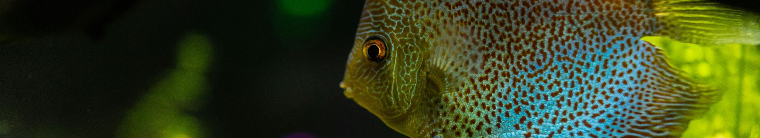 Website store and store located in Tallinn with aquarium products, live fish and professional maintenance of fresh and sea water. Daily customer support and free shipping from 50€.