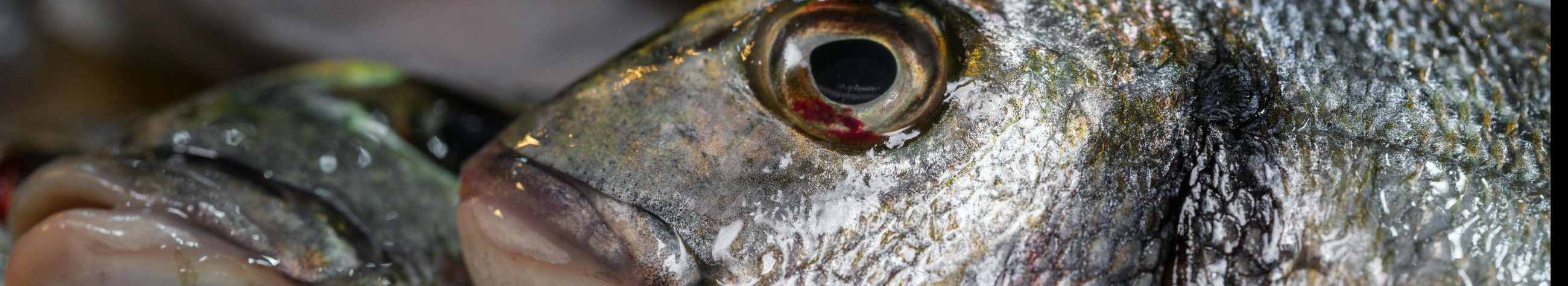 Website store and store located in Tallinn with aquarium products, live fish and professional maintenance of fresh and sea water. Daily customer support and free shipping from 50€.