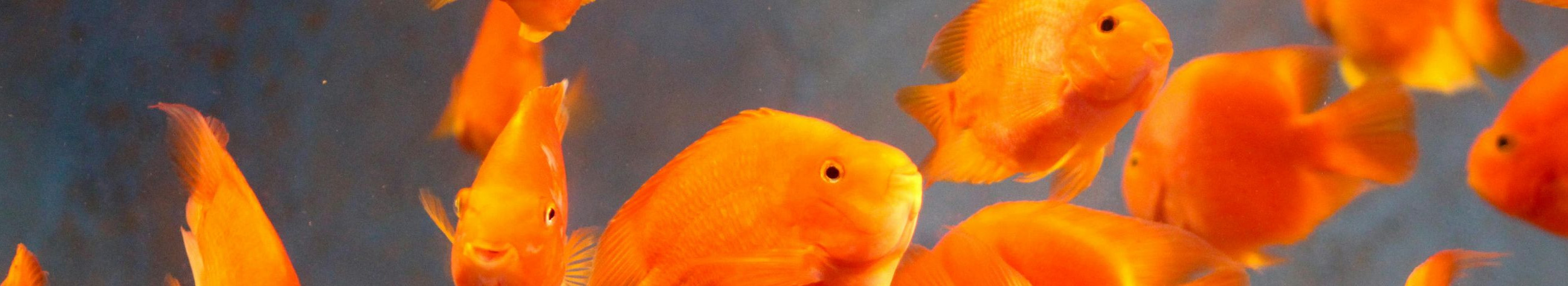 Aquariums, Live fish, Aquarium bases, professional care, Installation, Glass quarries, different sizes, Shrimps and prawns, Fresh water and sea water, Aquarius