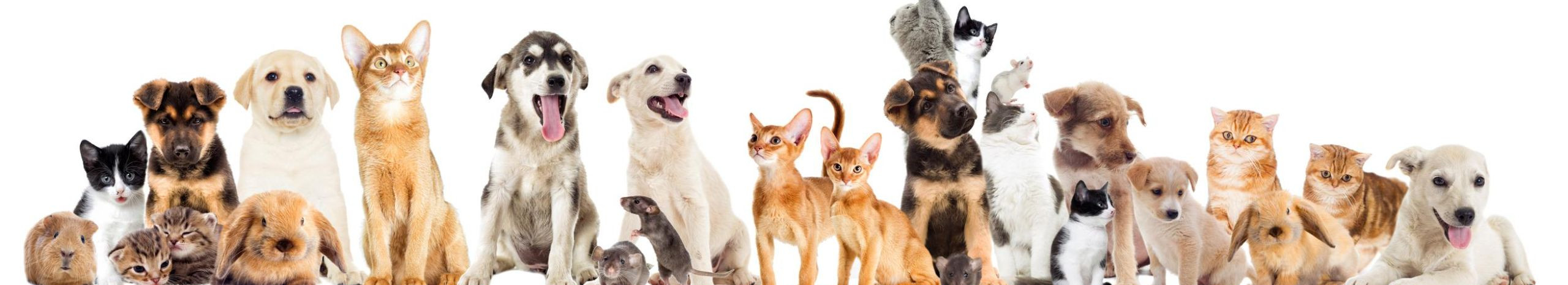Oleme pühendunud lemmikloomade heaolule, pakkudes kvaliteetseid tooteid ja teenuseid, mis aitavad nende eest hoolitseda. Meie eesmärk on pakkuda parimat valikut ja tuge, et tagada teie lemmiku õnnelik ja tervislik elu