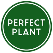 PERFECT PLANT OÜ - Wholesale of grain, unmanufactured tobacco, seeds and animal feeds in Lääne-Nigula vald