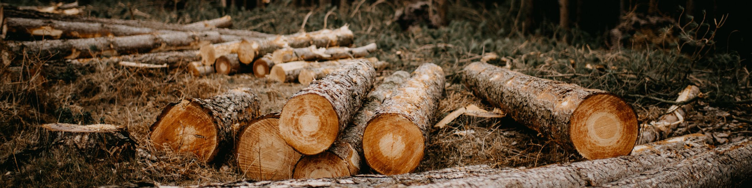 Pakume erinevaid metsamajanduse teenuseid. Samuti müüme ja vajdusel veame kohale parima kvaliteediga küttepuid!