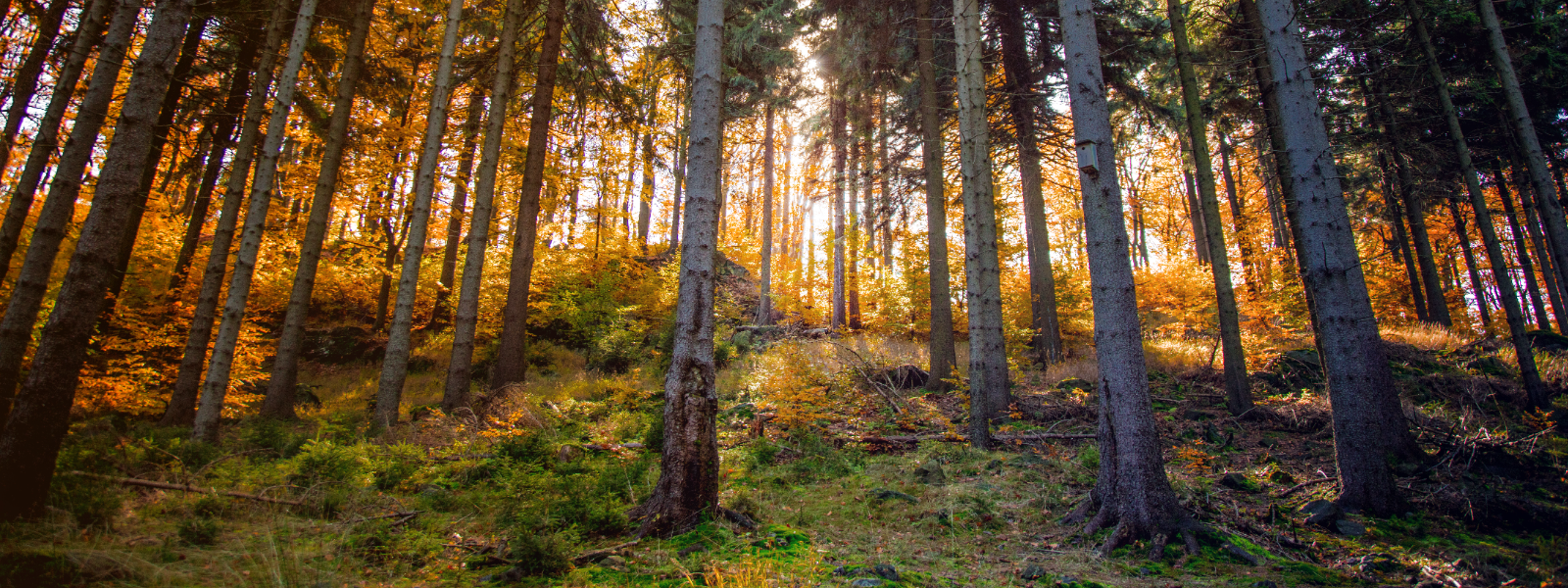 HANSATRUST OÜ - Hansatrust tegeleb eksperttasemel metsamajandusega, pakkudes kõike alates metsa planeerimisest ja raiede...