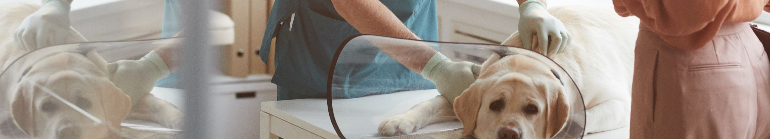 We provide a full range of veterinary services including disease prevention, surgical care, pet identification, and home visits.