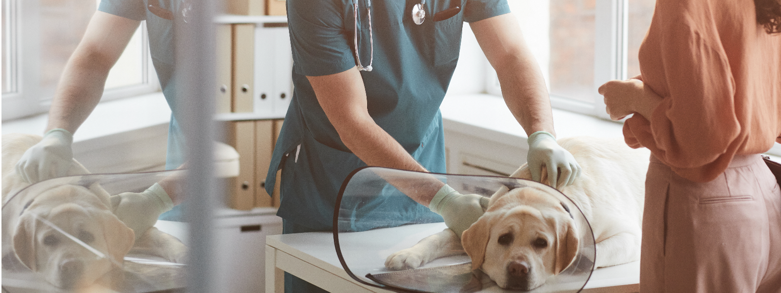 SODALIS OÜ - We provide a full range of veterinary services including disease prevention, surgical care, pet identificati...