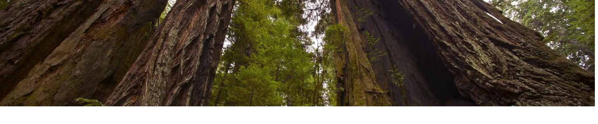 PUHASTUSKODA OÜ tegeleb metsamajandusega, pakkudes mitmekülgseid teenuseid alates metsa kaitsest ja müügist kuni uuendustegevusteni ja teadusuuringuteni.