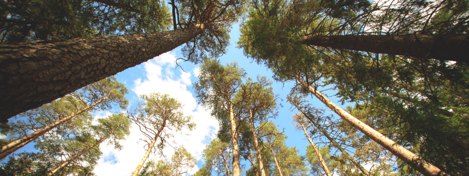 AMBRIESTO OÜ - Tegeleme puude langetamise ja hooldusega, samuti küttepuude müügi ning maastikuhooldusteenustega.