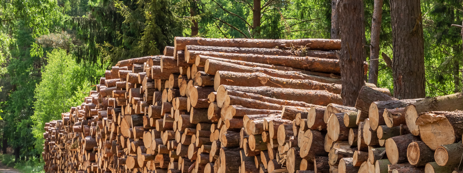 ALAR METS OÜ - Wood and Paper Industry, Forest Management, Sale of timber, Purchase of timber, Forest stockpiling, forest...