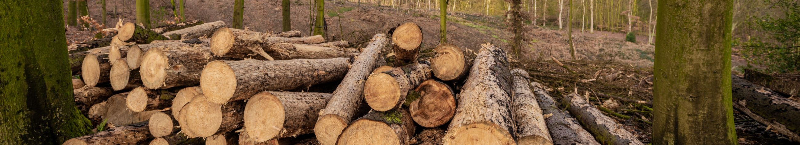Tegutseme puidu- ja metsandusvaldkonnas alates aastast 2008. alustasime hakkepuidu tootmisega, kuid oleme aja jooksul arenenud metsahooldusteenuse ning metsakultuuride rajamise teenuse pakkujaks.