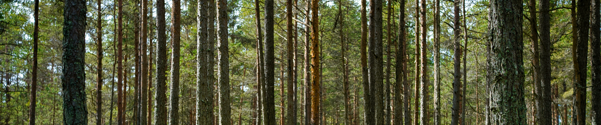 Stora Enso on maailmaturul juhtiv taastuvate lahenduste pakkuja pakendamise, biomaterjalide, puitkonstruktsioonide ja paberi vallas, olles osa biomajandusest