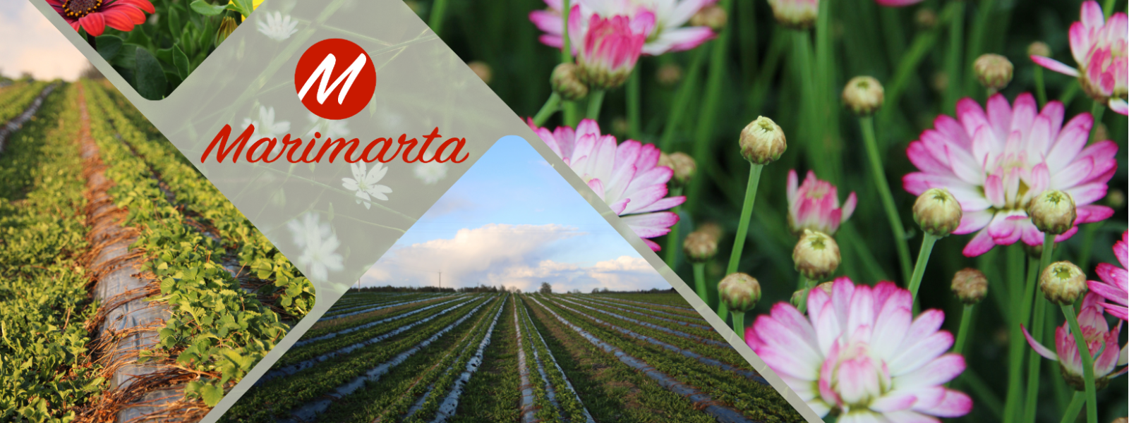 MARIMARTA OÜ - Tegeleme maasikataimede ja suvelillede kasvatamise Jõgevamaal ning taimede maaletoomisega Eestis, pakkude...
