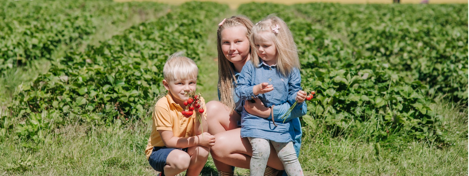 LAARI TALU OÜ - Pakume Eestimaa maasikaid, hooajaliselt värskeid ja ka külmkuivatatult, tagades magususe iga ampsuga.