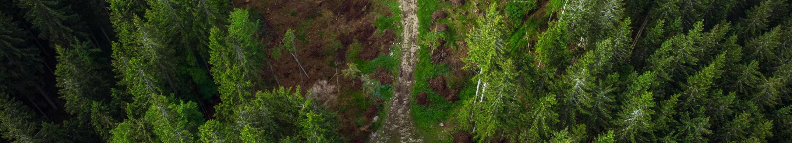 Oleme spetsialiseerunud hakkepuidu tootmisele ja metsade hooldamisele. Pakume professionaalset metsa ülestöötamist, võsa lõikust ja hakkepuidu tootmist, et tagada nii efektiivne metsamajandus kui ka taastuv energiaallikas.