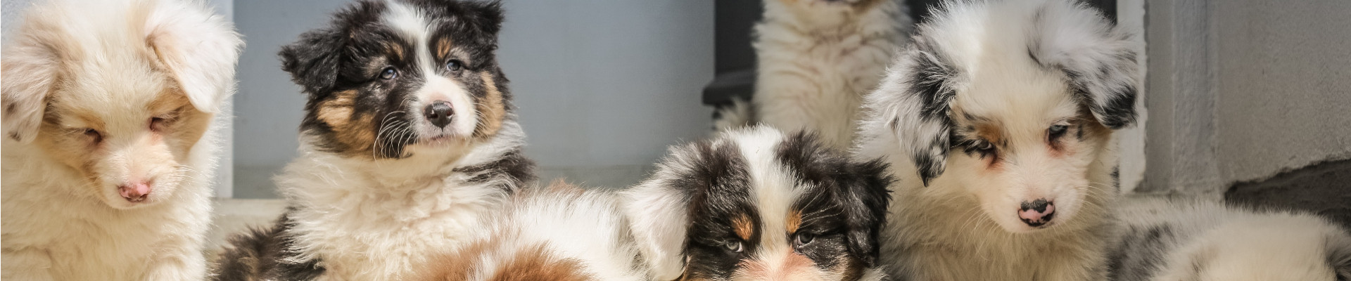 Pakume tipptasemel veterinaarteenuseid, hõlmates diagnostikat, ravi ja erakorralist meditsiini, et hoolitseda teie lemmikloomade tervise eest.