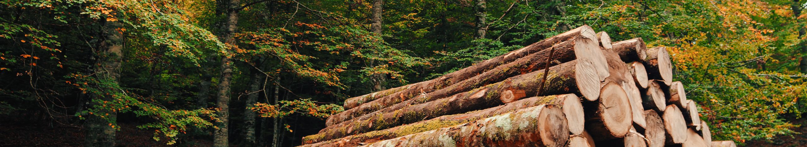 investeeri metsamaasse, osta metsaõigusi, müügil olevad metsakinnistud, jätkusuutlikud metsandusinvesteeringud, metsandustööstus, metsakinnisvara tehingud, lageraie, valgusraie, Valikraie, metsamajandamise ettevõtted