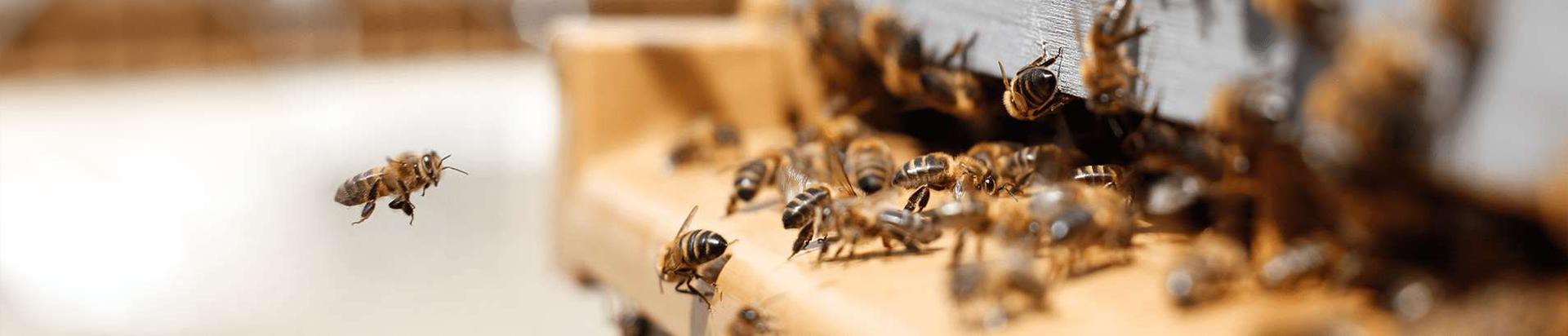 Kvaliteetne Eesti mesi, mida toodab Sulle pereettevõte Lahemaal. Meie mett leiab kauplusekettidest üle Eesti! Lahemaa mesi, mesilaste meistriteos!