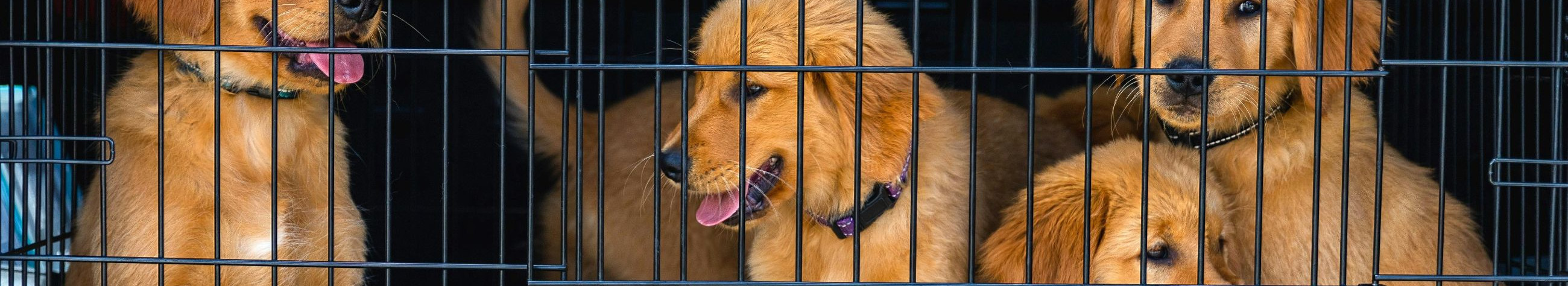 The online store offers carefully selected dog and pet supplies, including safe VarioCage and VarioGate solutions for transportation by car. Clear terms of delivery, local customer support and loyalty advantage for repetitors.