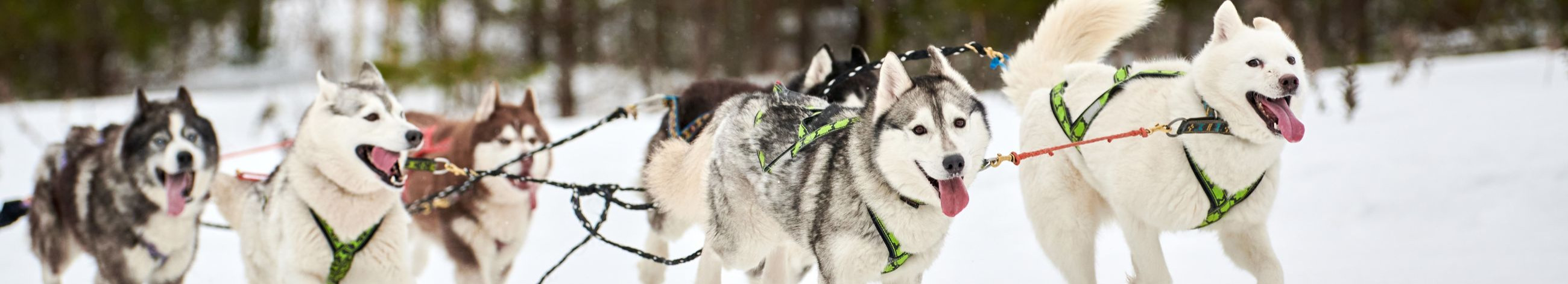 Registreerimine Huskypargi kelgukoerte jõulumaale on avatud!