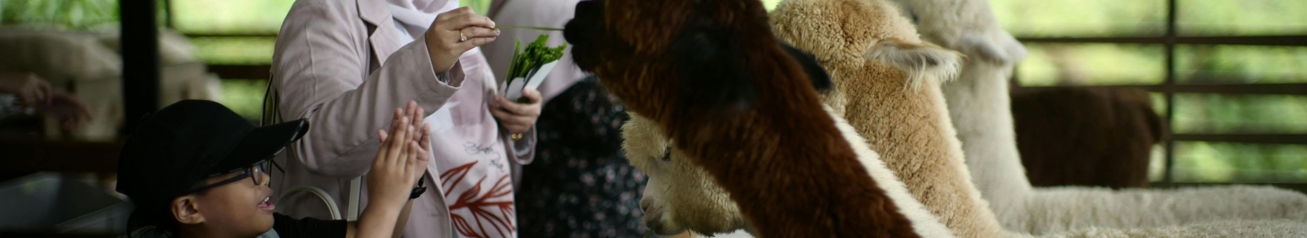 Family-friendly farm experience, where you can get acquainted with alpacas and other animals, and also choose a group visit or a walk. The e-shop finds products from Alpaca wool home and as a gift.