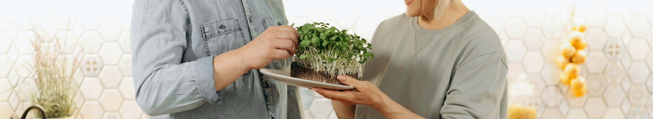 500 ml valmiskomplektid sisaldavad mahe-substraati, seemneid ja lihtsaid juhiseid. Saagi värskeid, toitainerikkaid võrsed kodus mõne päevaga.