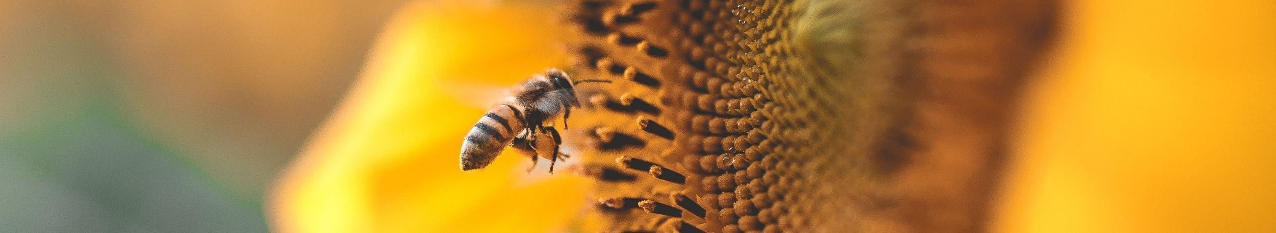 Tegeleme puhta mee tootmise ja müügiga, pakkudes kvaliteetseid mesindussaadusi oma veebipoes, nii suures kui ka väikeses koguses.