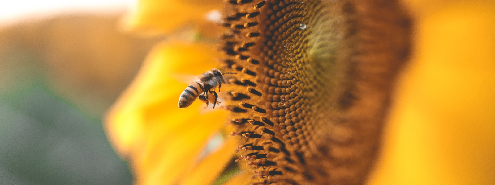 Bee keeping in Elva vald