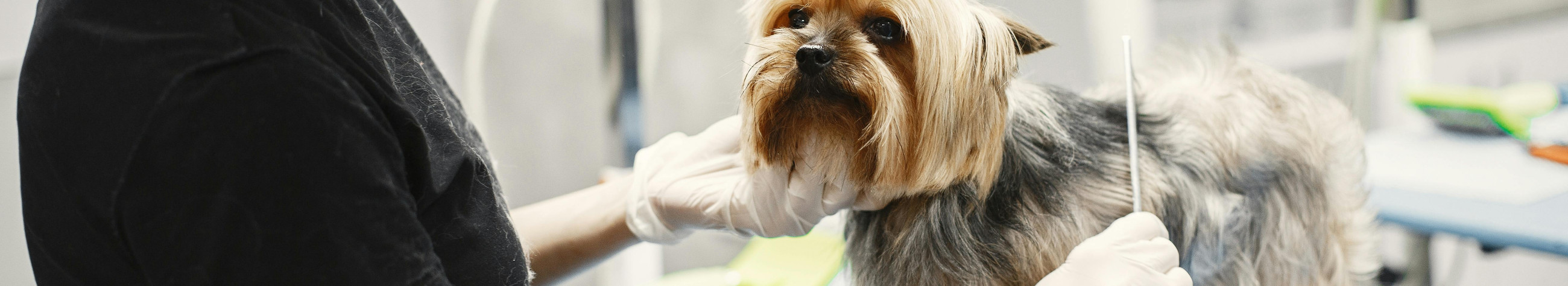 We offer veterinary assistance and grooming to pets in Tallinn. We help you diagnose, treat and care for your favorite in one place.