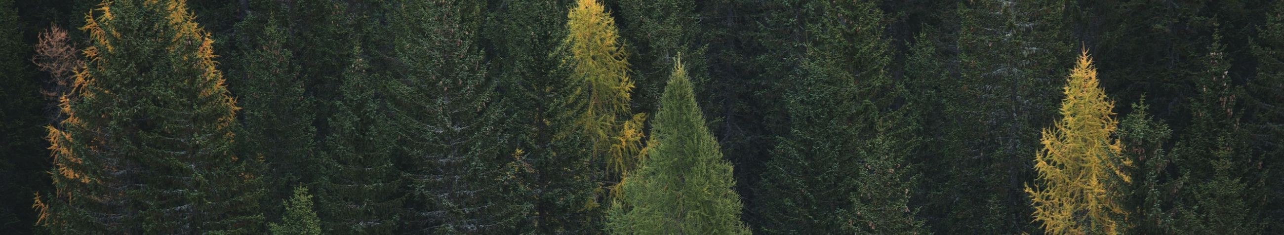 Eesti metsanduse uus põlvkond! Kehtestame uusi jätkusuutliku metsamajandamise standardeid, olles teadlikule maaomanikule parim partner Eesti metsas.