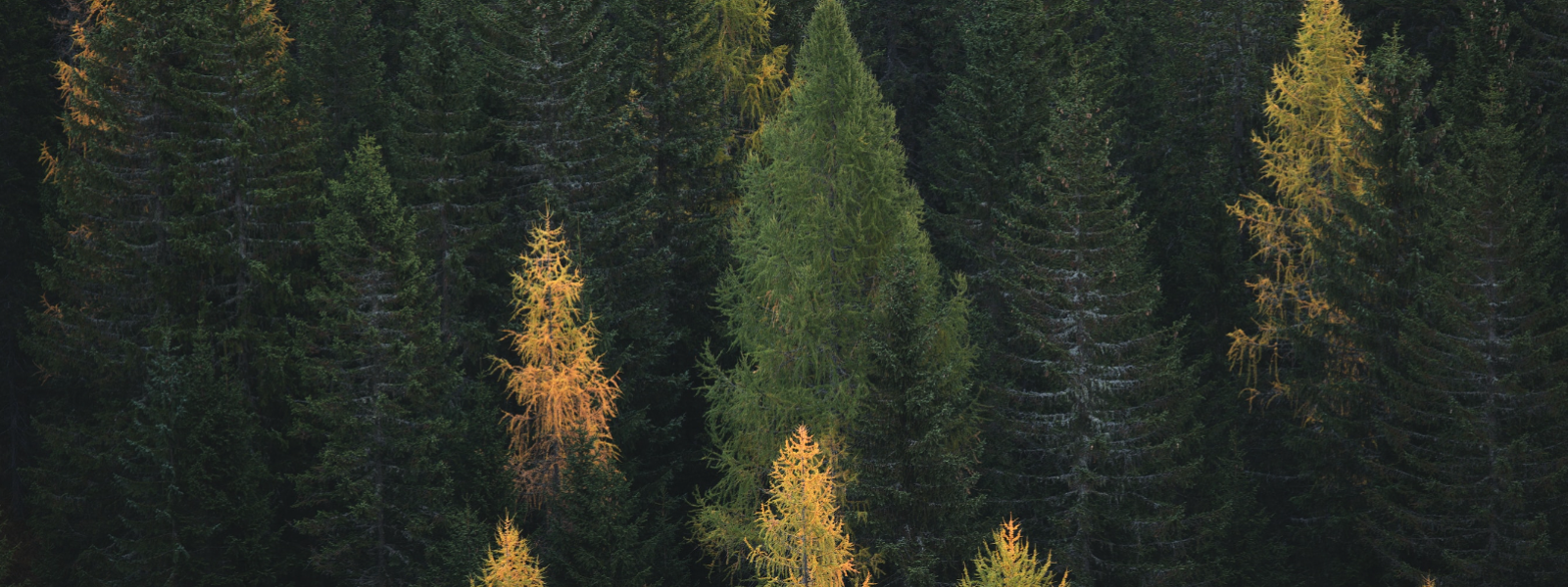 EESTI METSAMEISTER OÜ - Eesti metsanduse uus põlvkond! Kehtestame uusi jätkusuutliku metsamajandamise standardeid, olle...