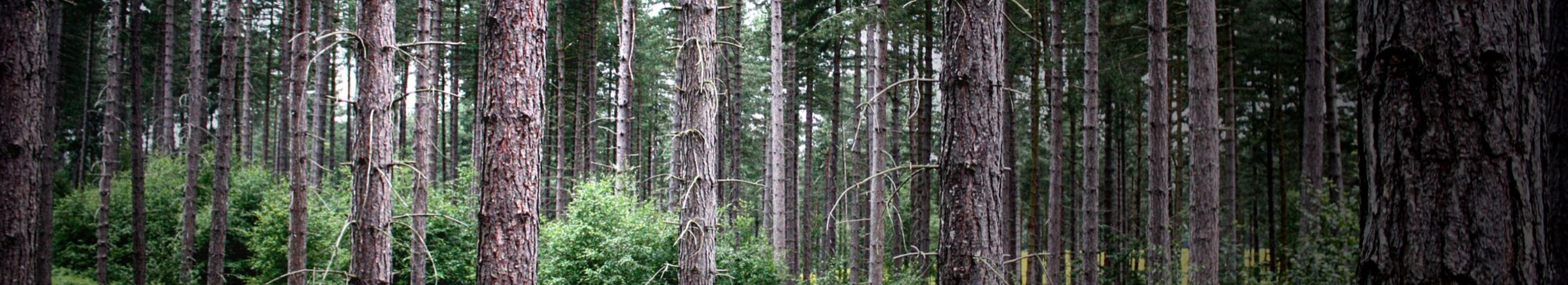 Country tootevalikust leiab sobiliku metsahaagise nii hobimetsnik kui ka professionaal.  Meie metsahaagised on testitud karmis põhjamaises kliimas.