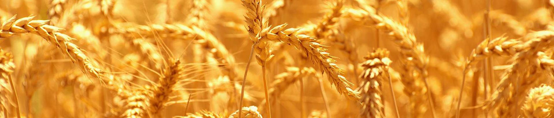 külmpressõlid, põllumajandustootjad, toiduainetetööstus, mahe täistera nisujahu, mahe nisukruup, mahe nisuhelbed, mahe nisu püülijahu, mahe nisu sõrejahu, mahe nisumanna, mahe nisukliid